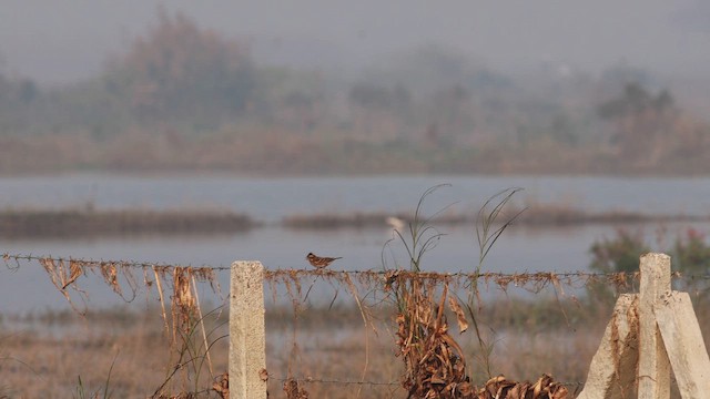גיבתון לבן-גרון - ML646097030