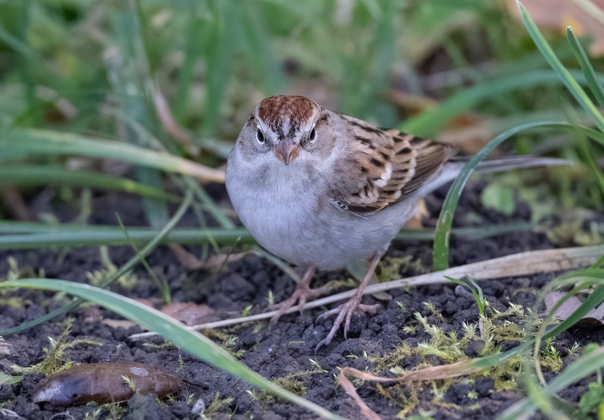 Chipping Sparrow - ML646097037
