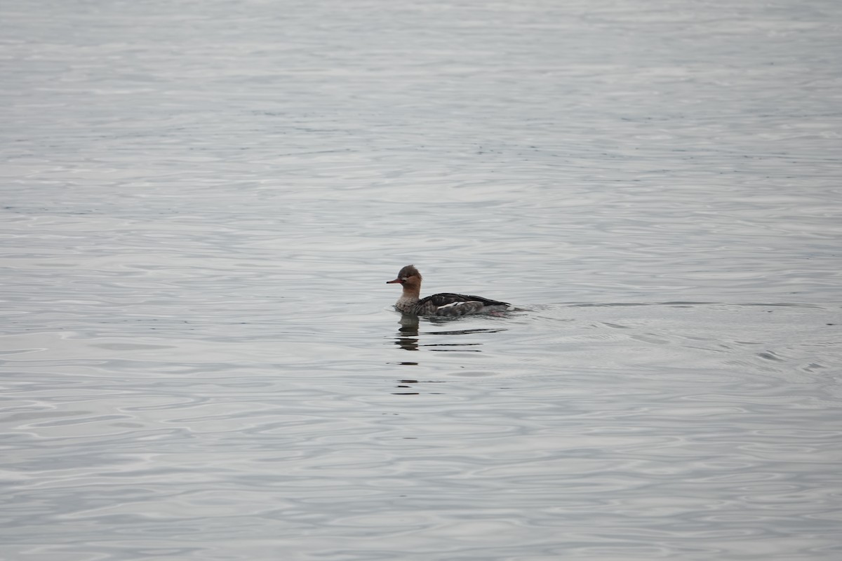 Red-breasted Merganser - ML646097046