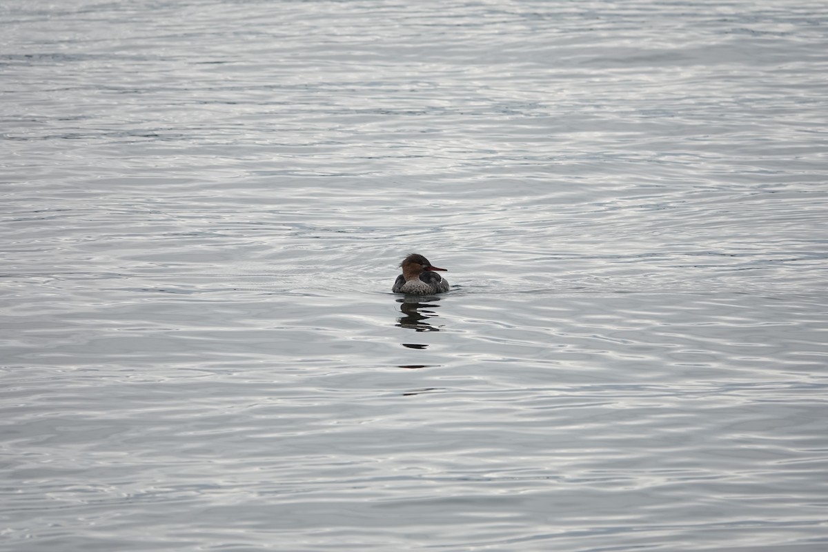 Red-breasted Merganser - ML646097051