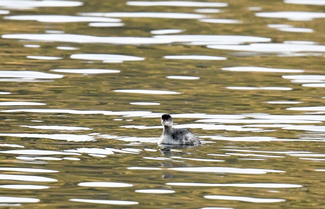 Grèbe à cou noir - ML646097062