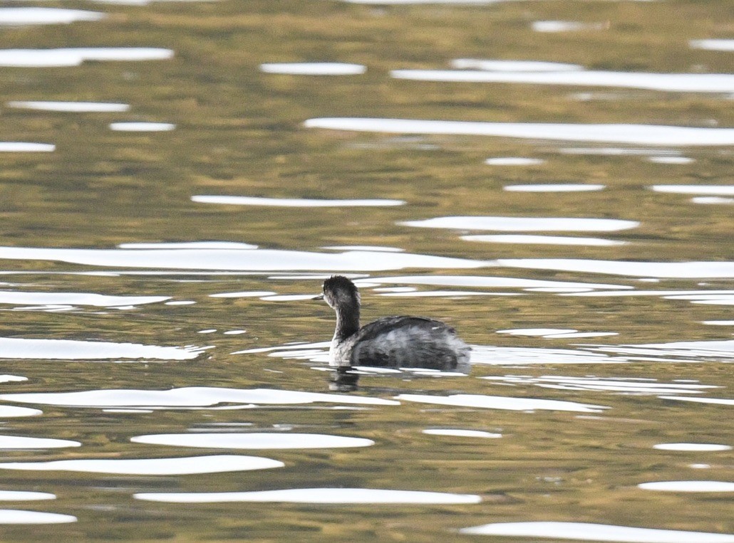 Grèbe à cou noir - ML646097063