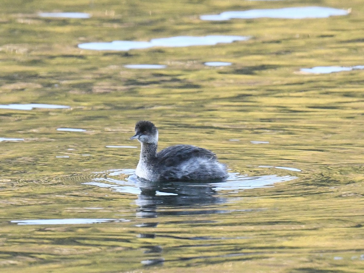 Grèbe à cou noir - ML646097064