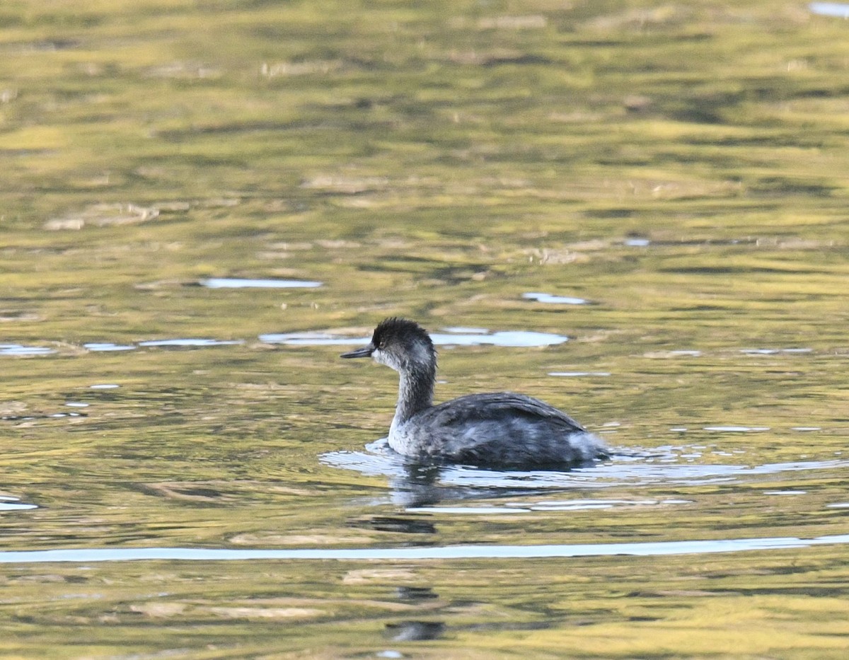 Grèbe à cou noir - ML646097065