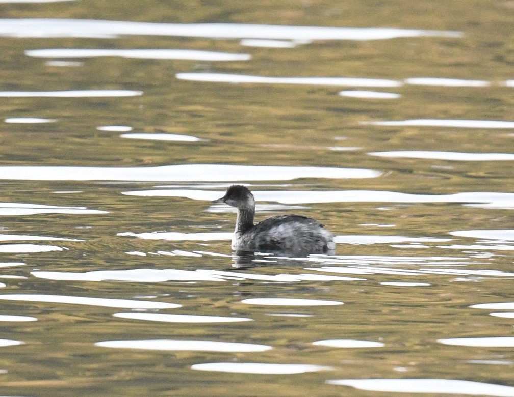 Grèbe à cou noir - ML646097066