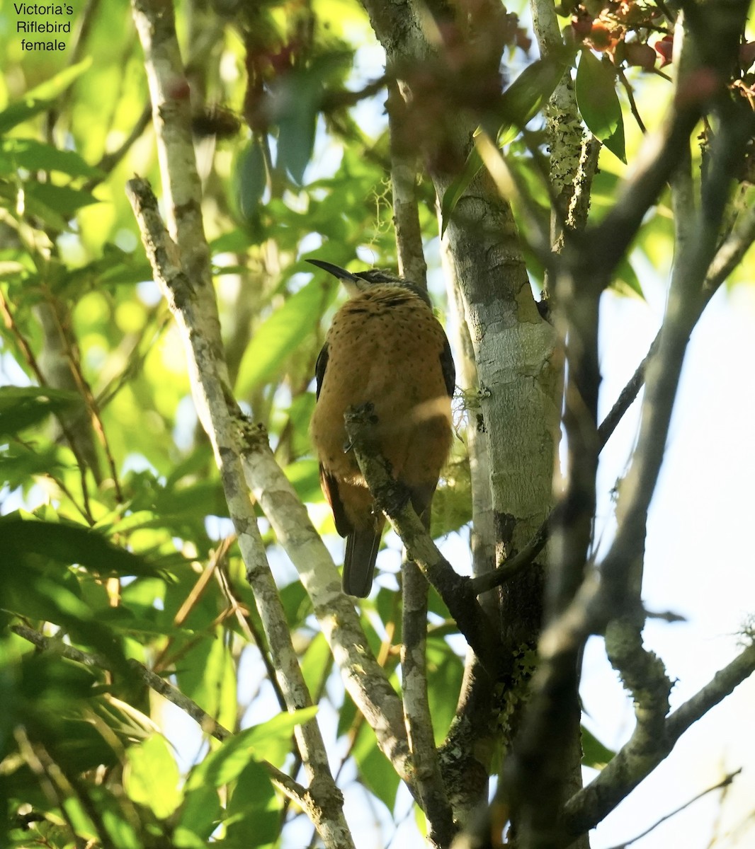 Victoria's Riflebird - ML646097070