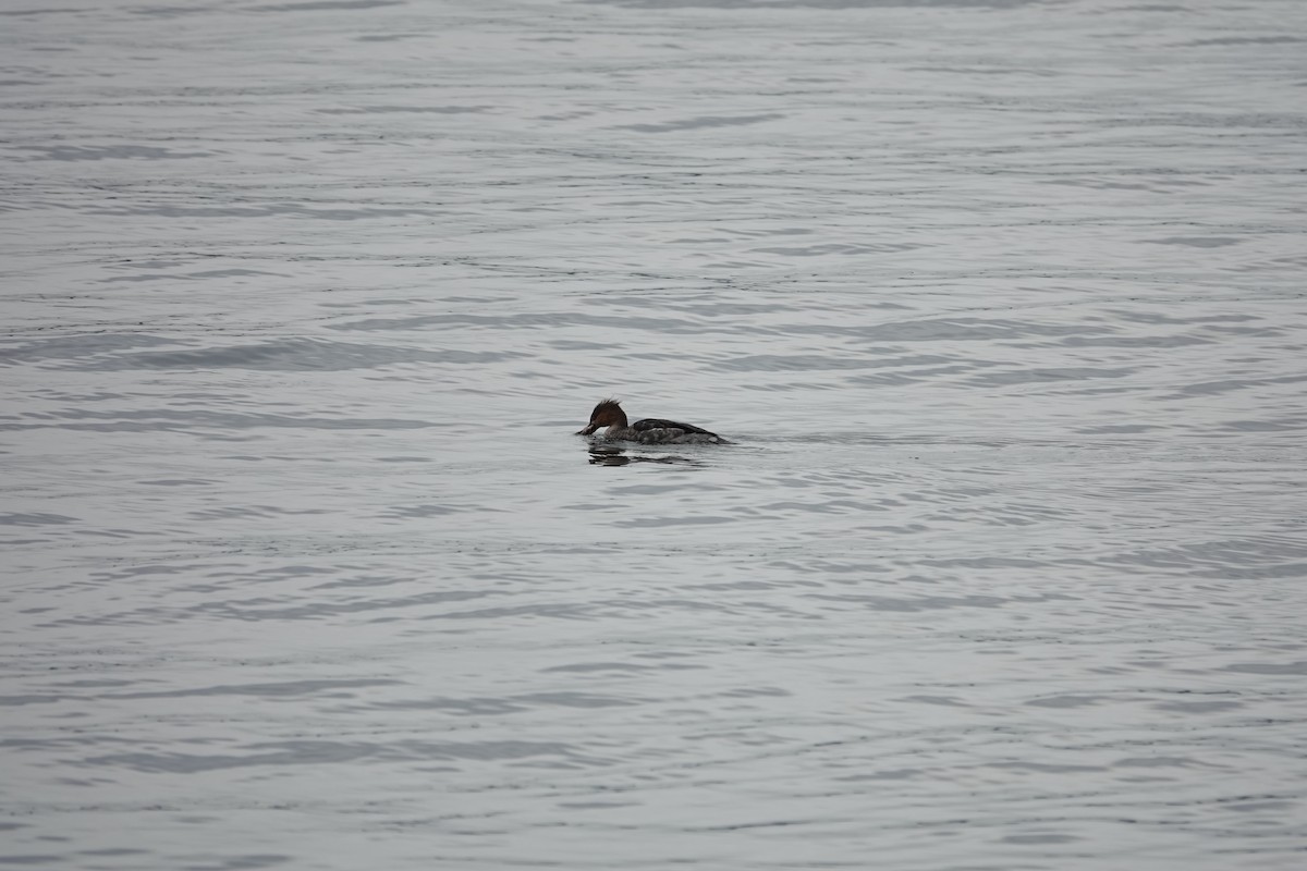 Red-breasted Merganser - ML646097072