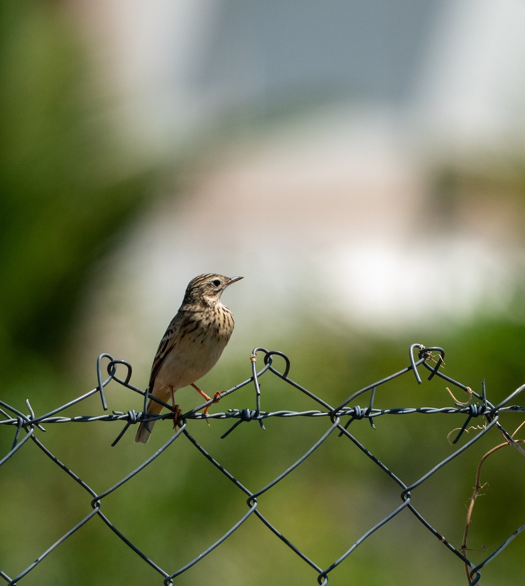 Blyth's Pipit - ML646097073