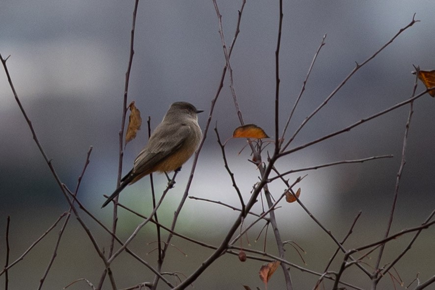 Say's Phoebe - ML646097074