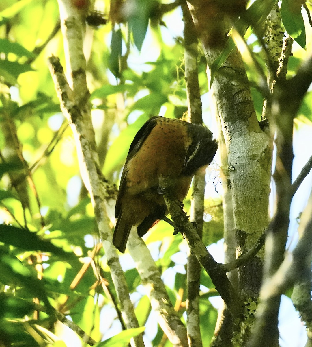 Victoria's Riflebird - ML646097075