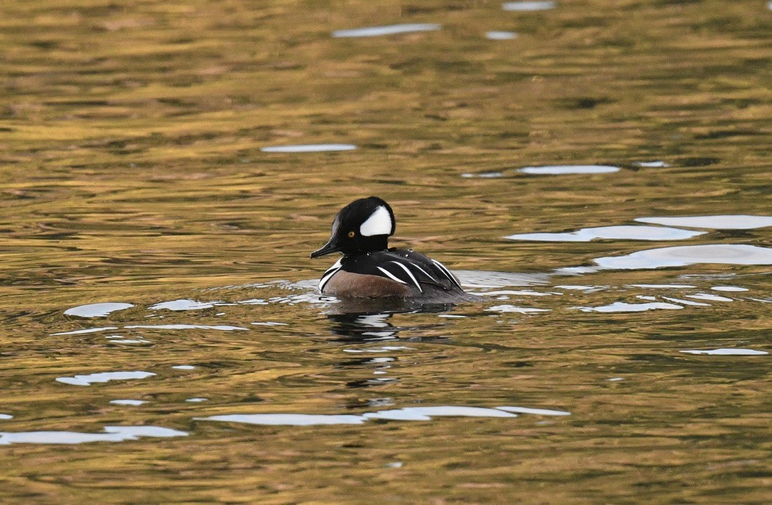 Hooded Merganser - ML646097076