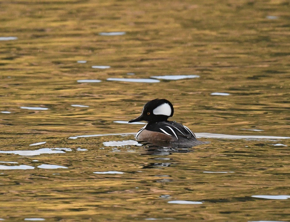 Hooded Merganser - ML646097077