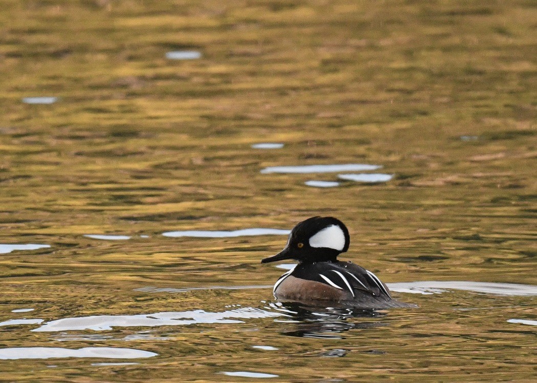 Hooded Merganser - ML646097078