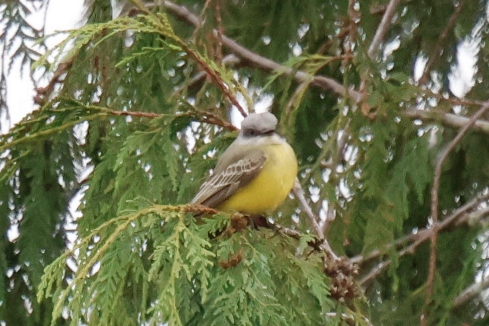 Tropical Kingbird - ML646097080