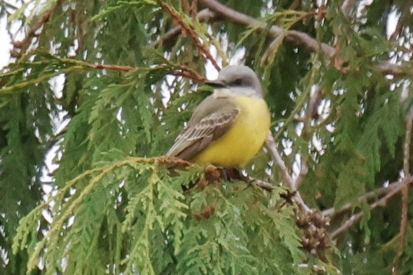 Tropical Kingbird - ML646097081