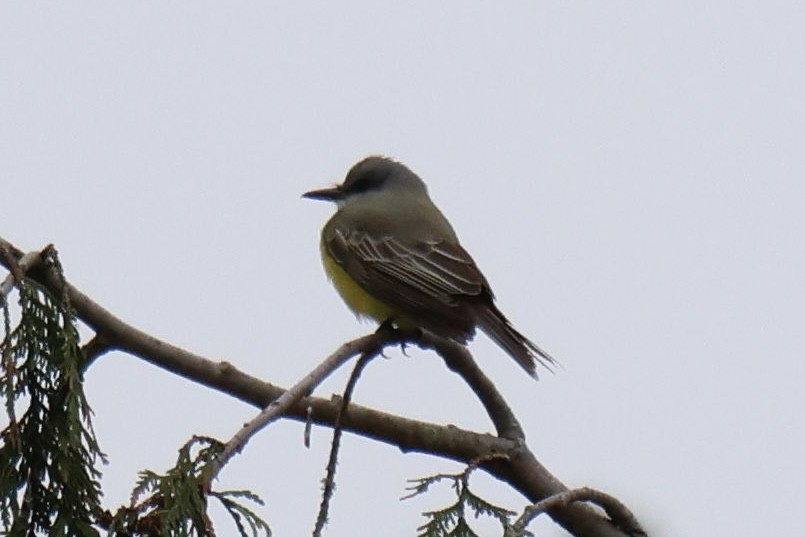 Tropical Kingbird - ML646097082