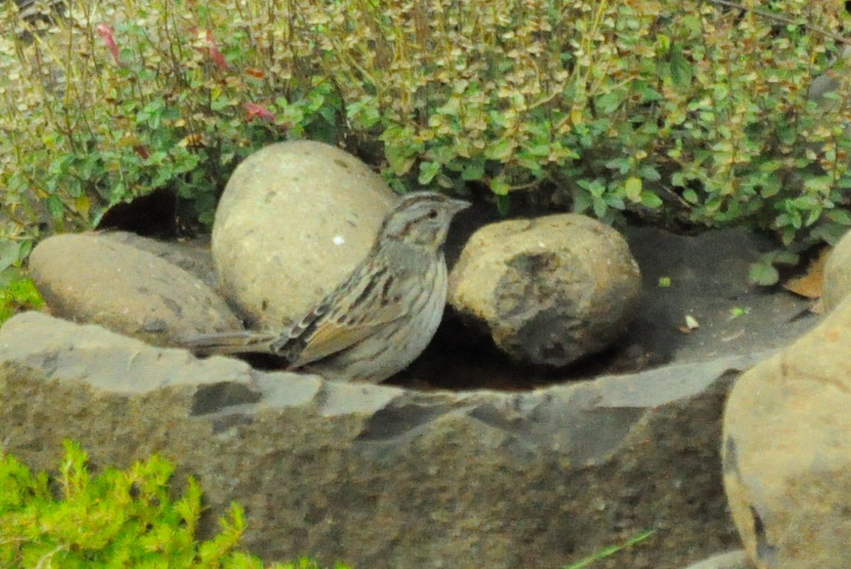 Lincoln's Sparrow - ML646097083