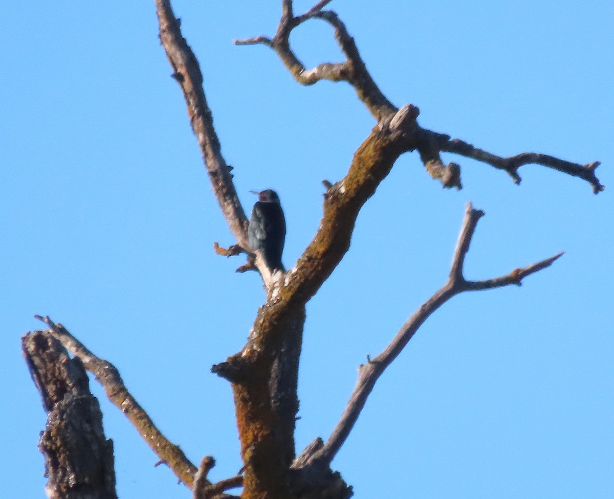 Lewis's Woodpecker - ML646097085