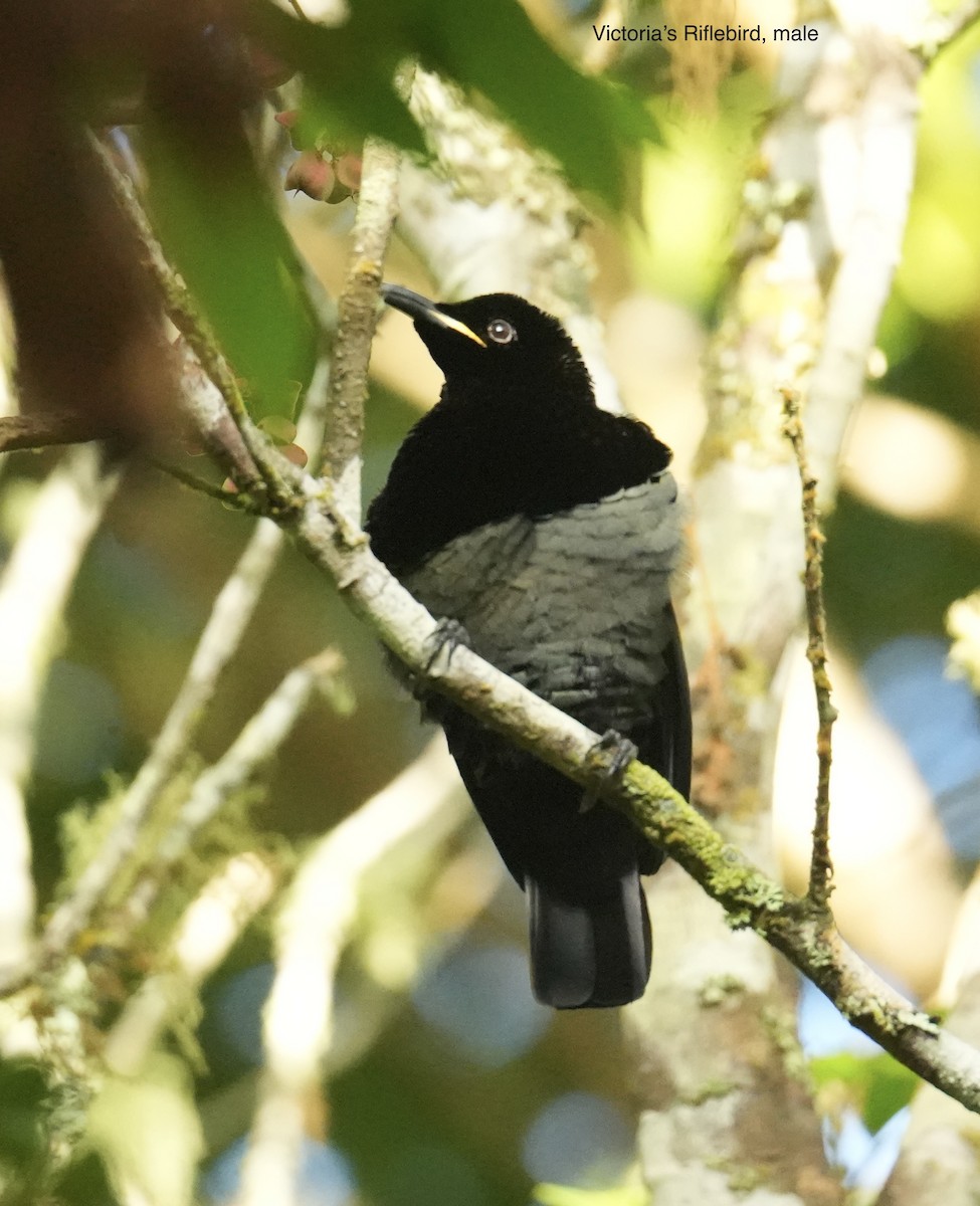 Victoria's Riflebird - ML646097086