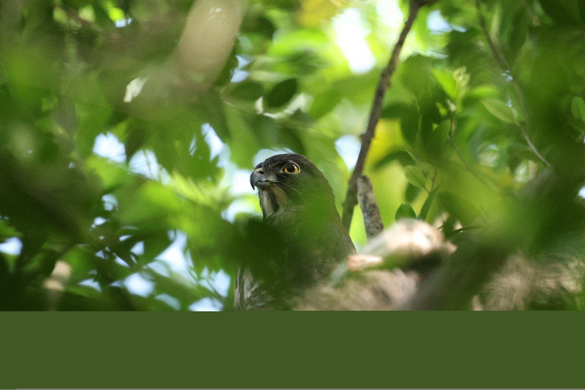 Crested Goshawk - ML646097087
