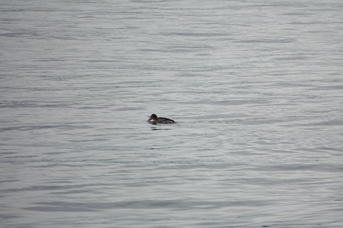 Red-breasted Merganser - ML646097089