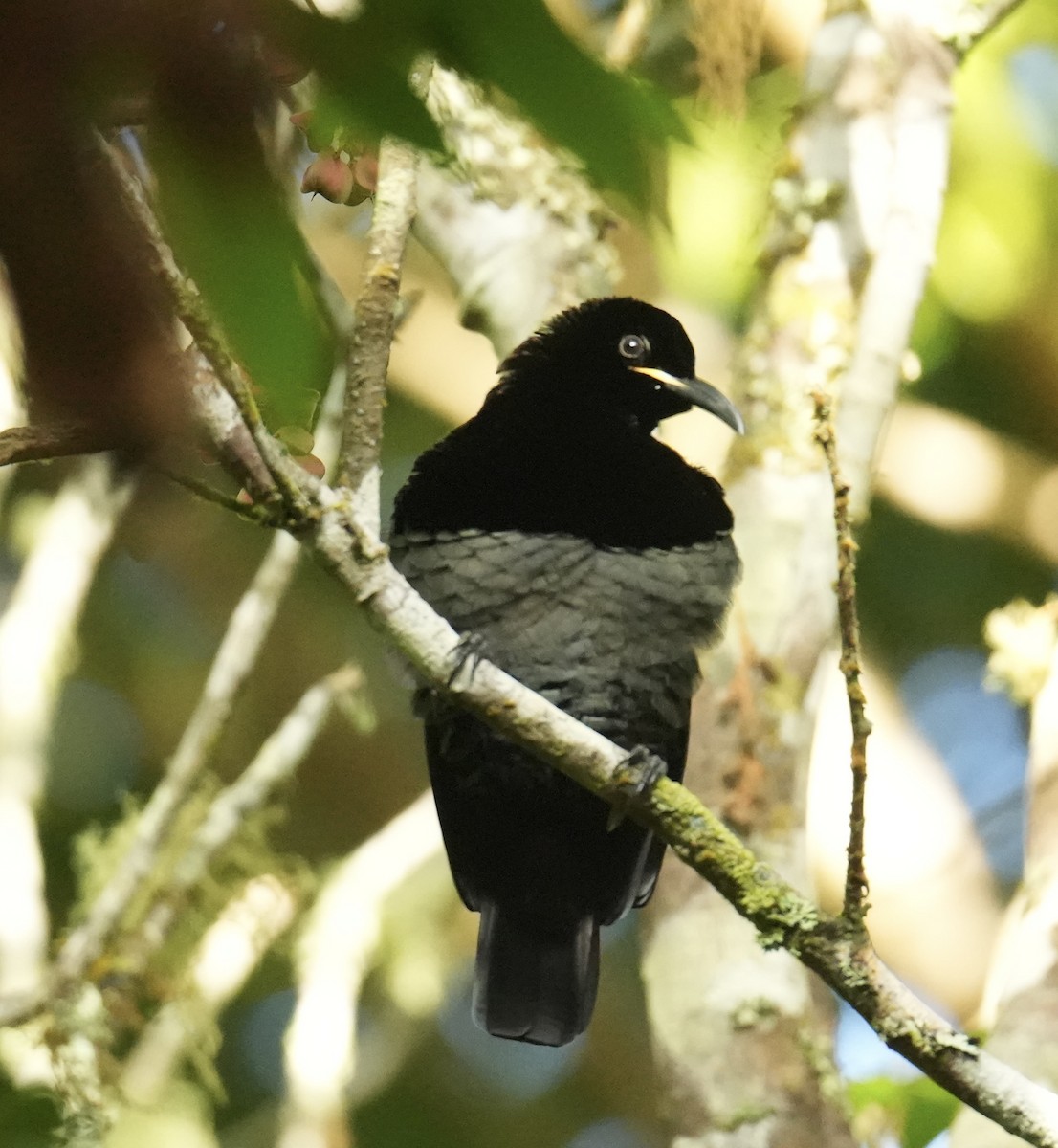 Victoria's Riflebird - ML646097090