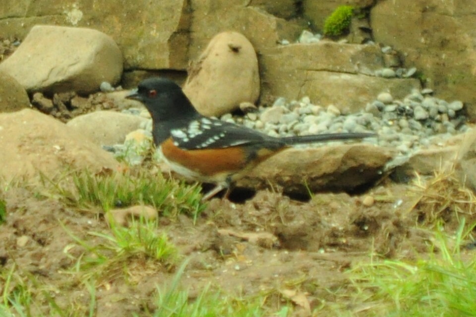 Spotted Towhee - ML646097091