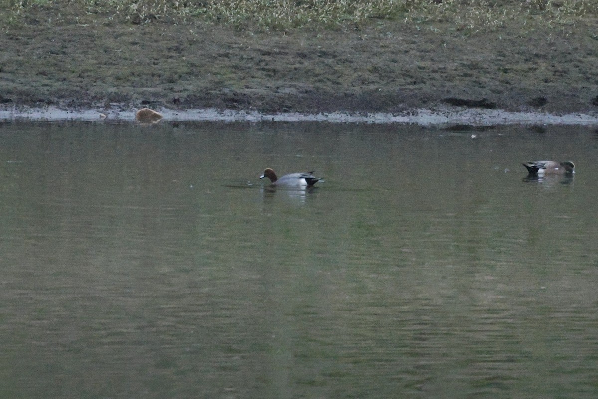 Eurasian Wigeon - ML646097094