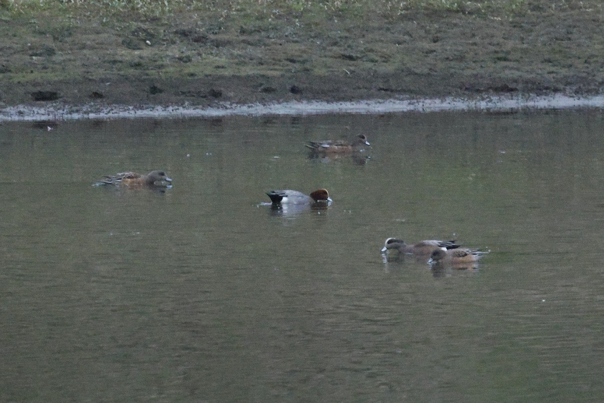 Eurasian Wigeon - ML646097095