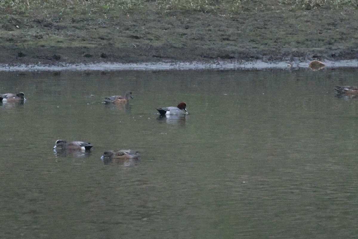 Eurasian Wigeon - ML646097096