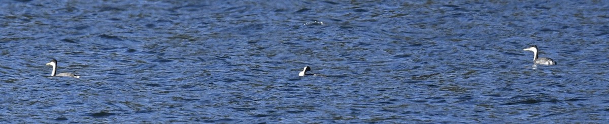 Western Grebe - ML646097098