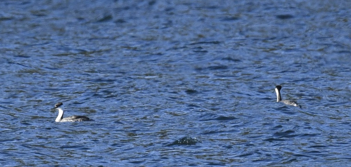 Western Grebe - ML646097099