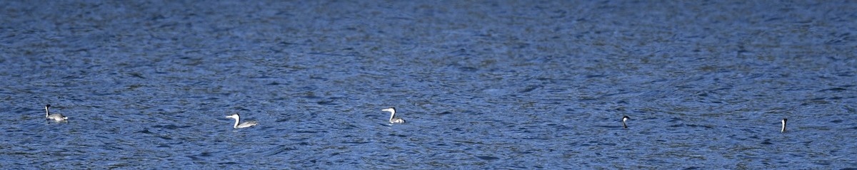 Western Grebe - ML646097100