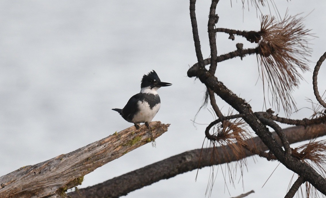 Belted Kingfisher - ML646097101