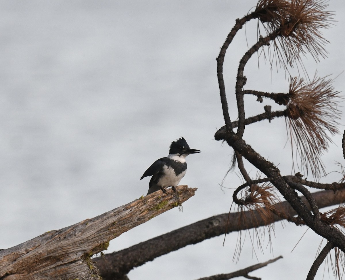 Belted Kingfisher - ML646097102