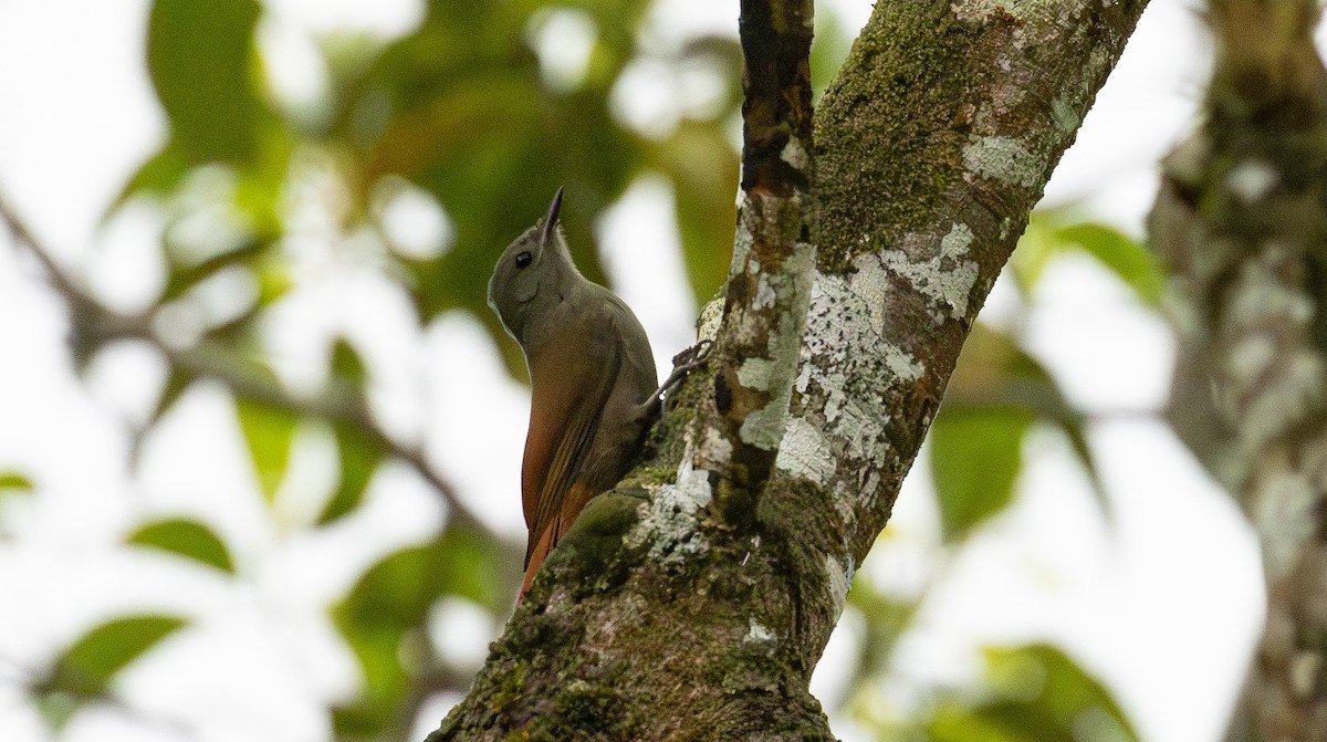 Olivaceous Woodcreeper - ML646097103