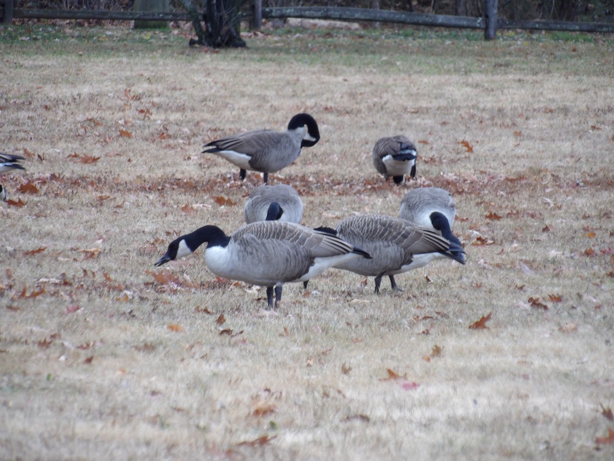 Kanadagans - ML646097113