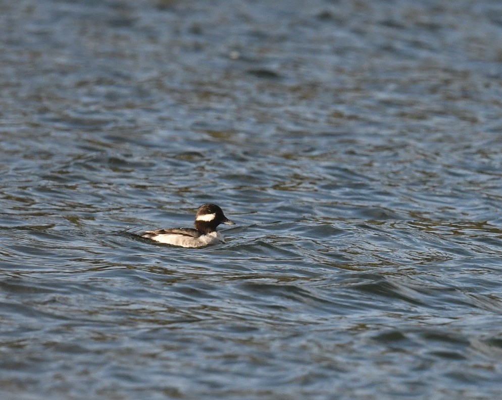 Bufflehead - ML646097115
