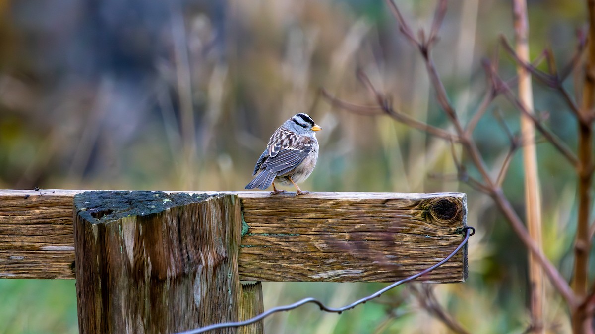 White-crowned Sparrow - ML646097118