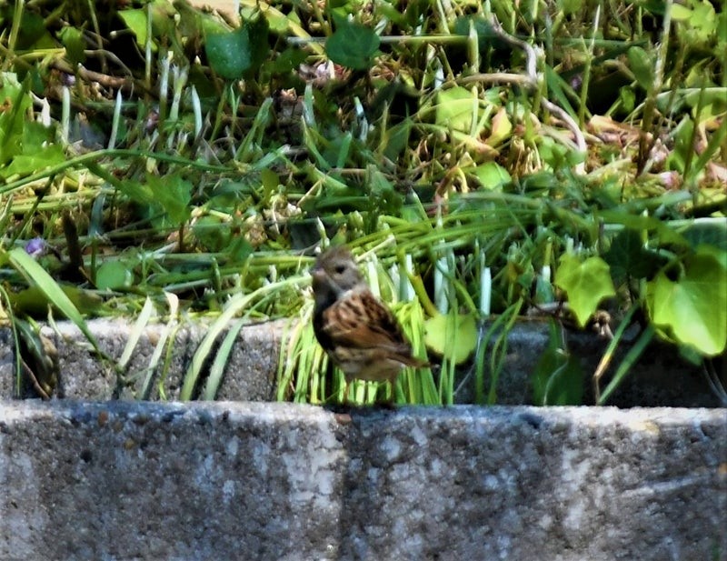 Вівсянка сибірська - ML646097119