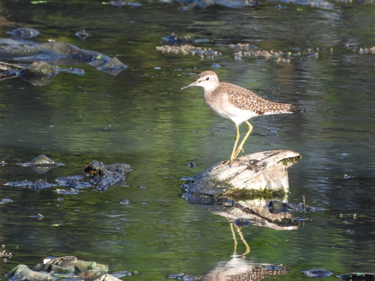 vodouš bahenní - ML646097122