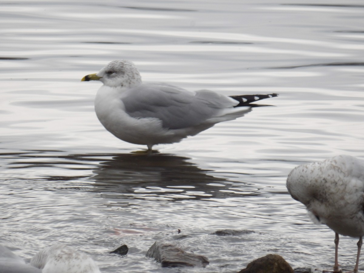 Ring-billed Gull - ML646097124