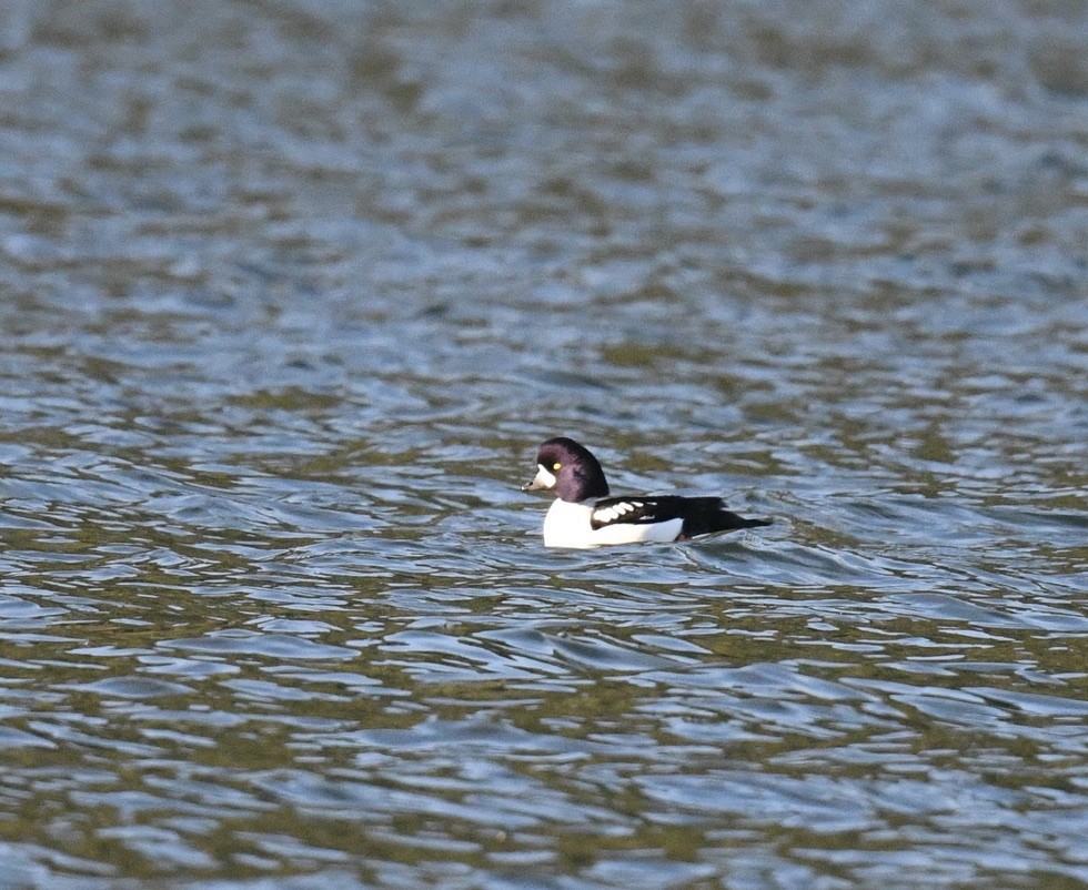 Barrow's Goldeneye - ML646097125