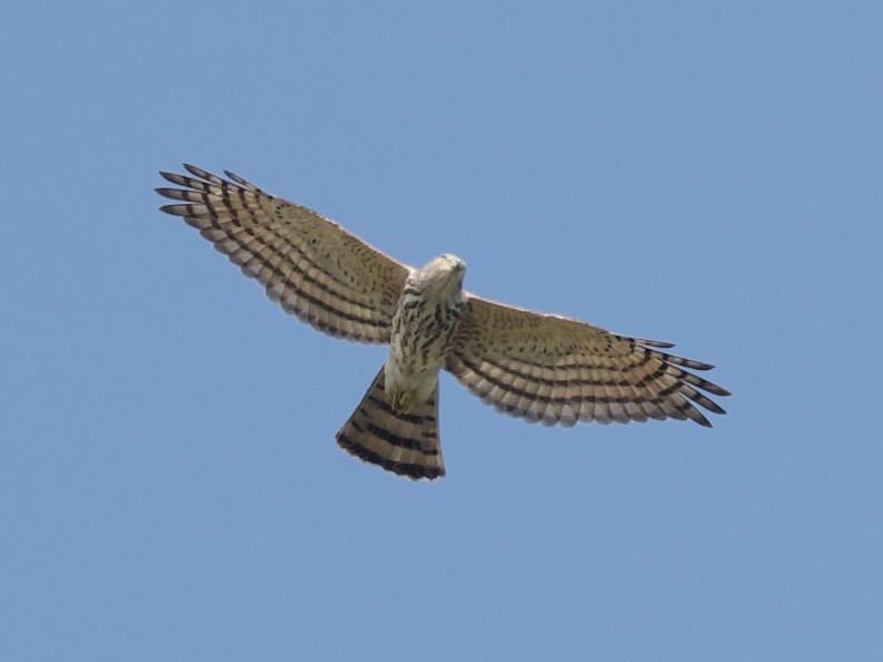 Shikra - ML646097126