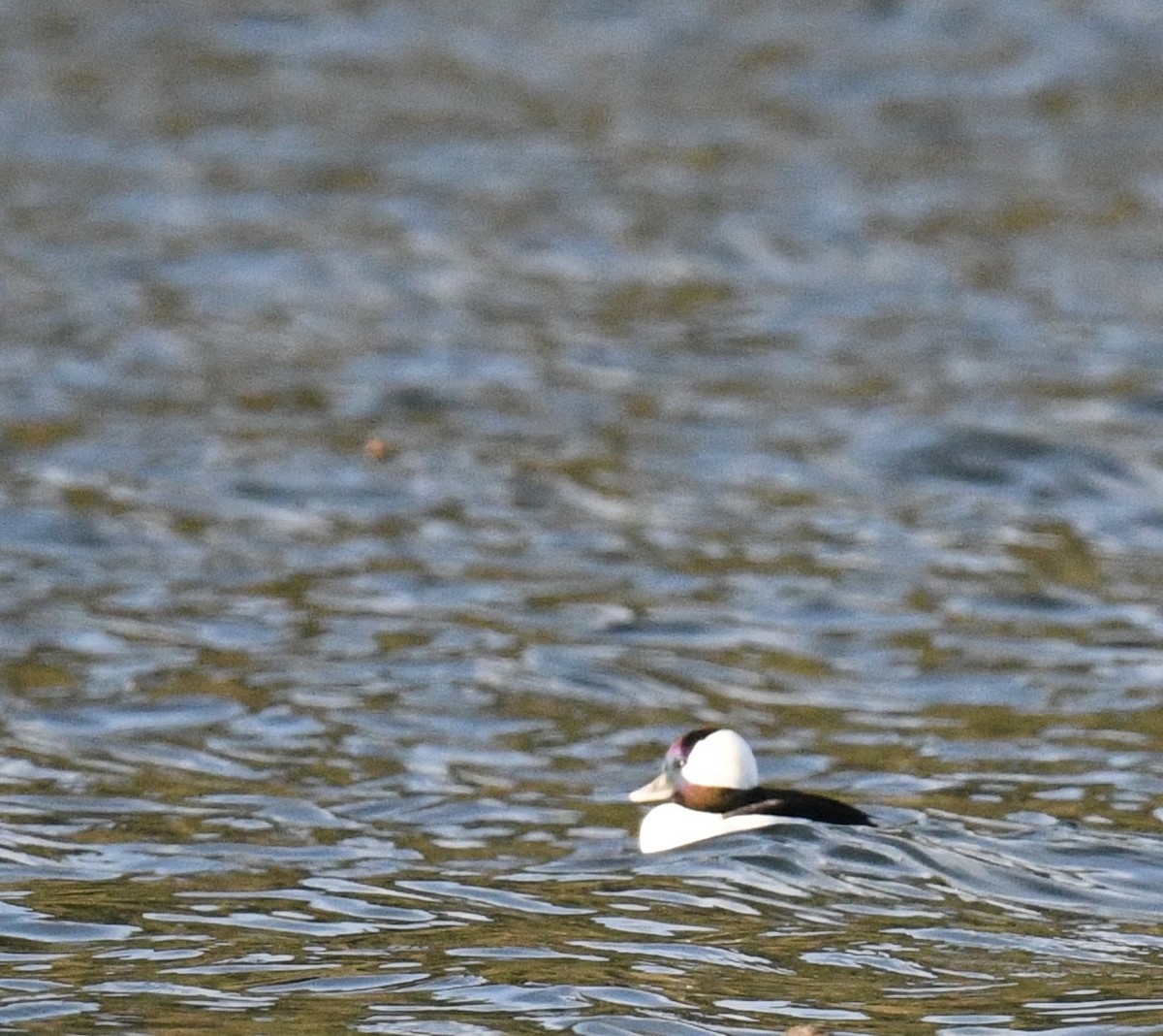 Bufflehead - ML646097128