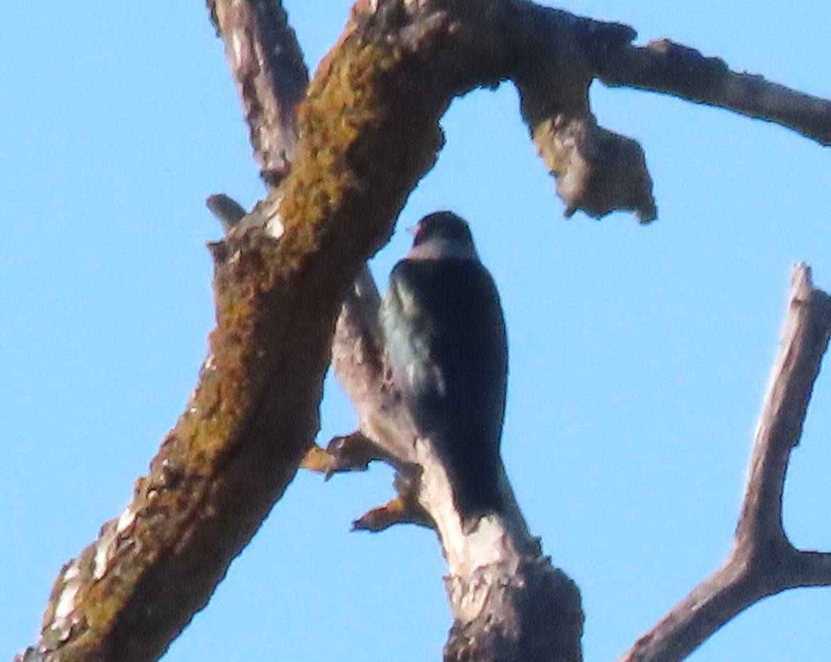 Lewis's Woodpecker - ML646097129