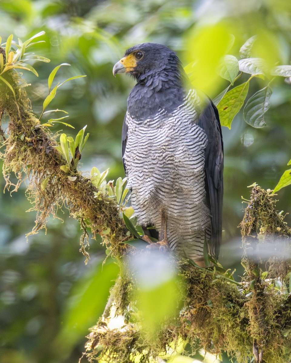 Канюк смугастогрудий - ML646097130