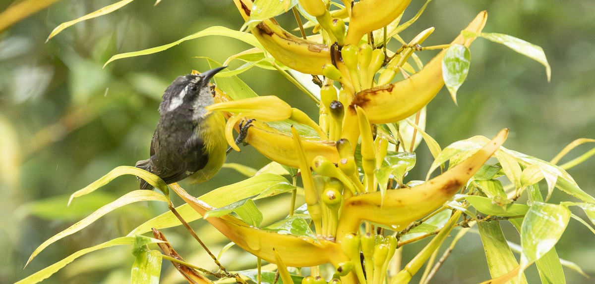 Sucrier à ventre jaune - ML646097131