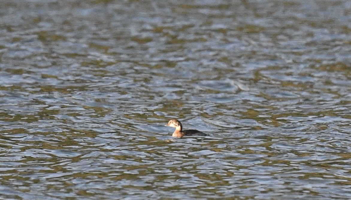 Pied-billed Grebe - ML646097132