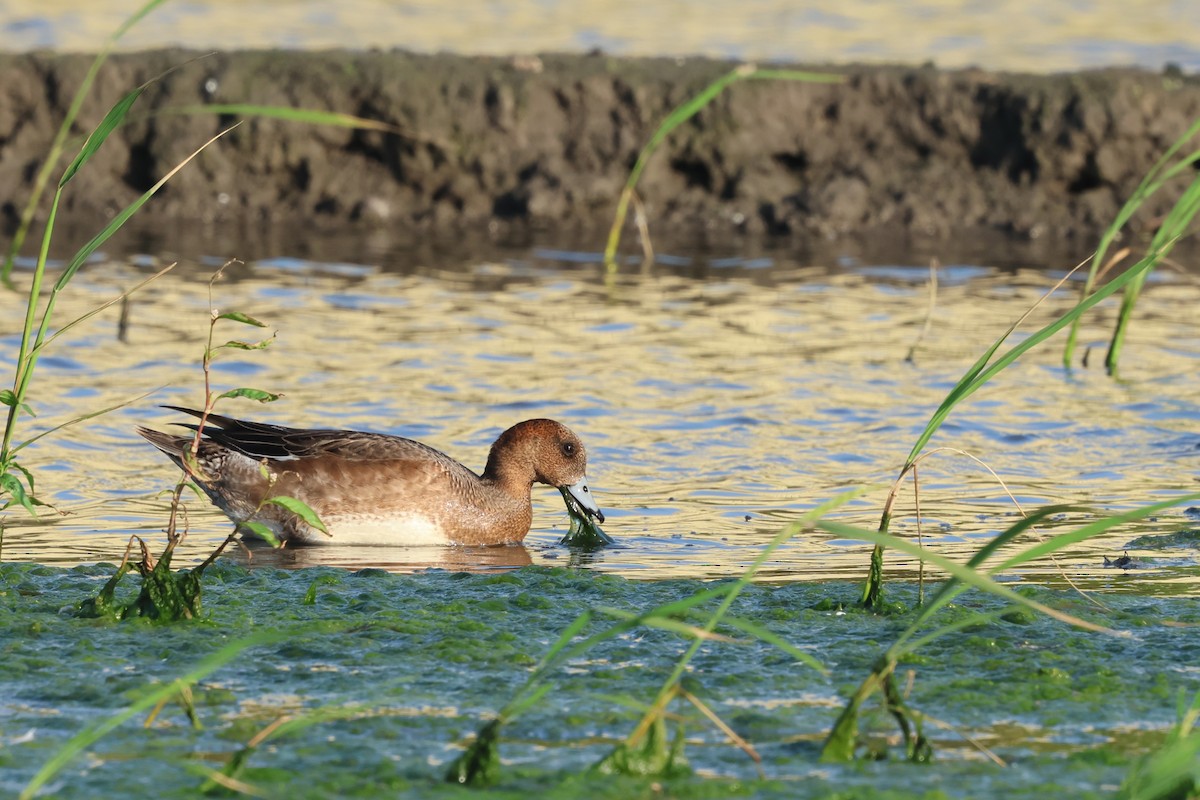 Eurasian Wigeon - ML646097133
